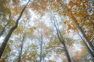 European beech (Fagus sylvatica) in autumn, colorful foliage in the Cansiglio forest, Alpago, Belluno, Veneto, Italy European beech (Fagus sylvatica) in autumn, colorful foliage in the Cansiglio forest, Alpago, Belluno, Veneto, Italy